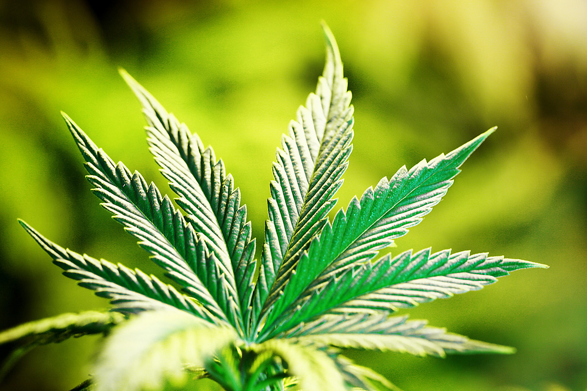 El cannabis puede ayudar a combatir los efectos del estrés postraumático