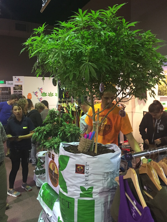 Finalizó la Expocannabis, con gran enfasis en el uso medicinal