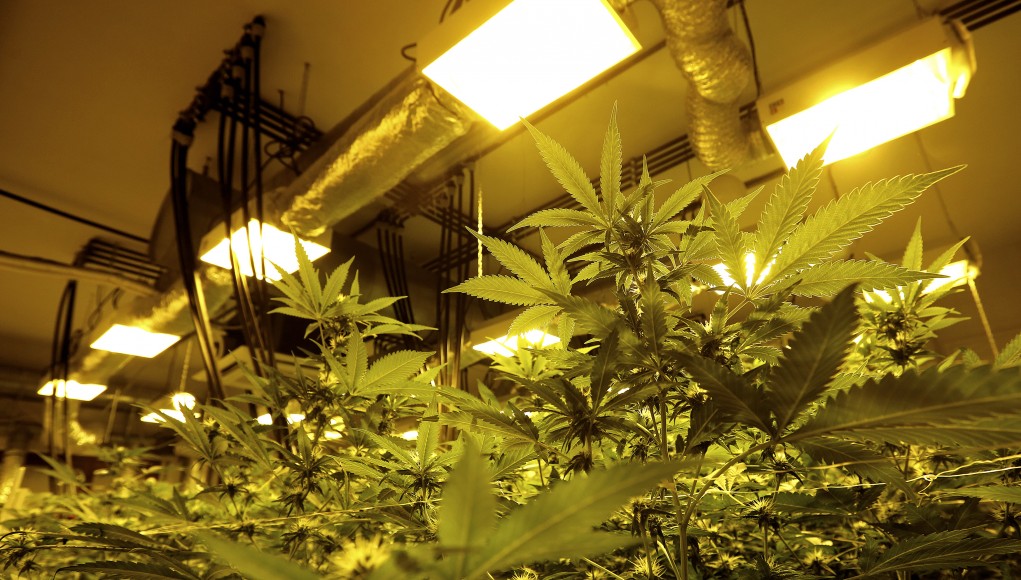 Sigue creciendo el interés por los clubes cannabicos.