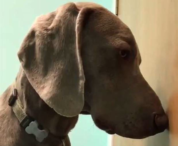 Video: Un perro se come un cigarrillo de marihuana y su dueña graba su reacción