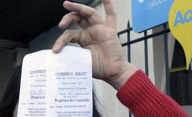 La Policía sigue allanando a cultivadores de marihuana registrados