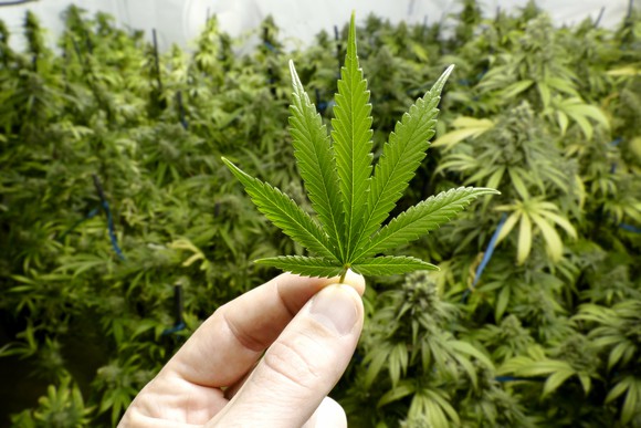 Defensores de la marihuana medicinal luchan por legalizar su cultivo en Argentina
