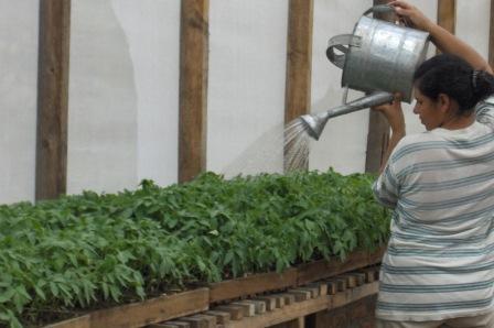 Electro conductividad en el cultivo del cannabis