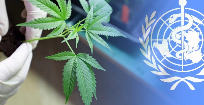 ONU critica a Uruguay por legalización de marihuana: subestima sus riesgos, dice