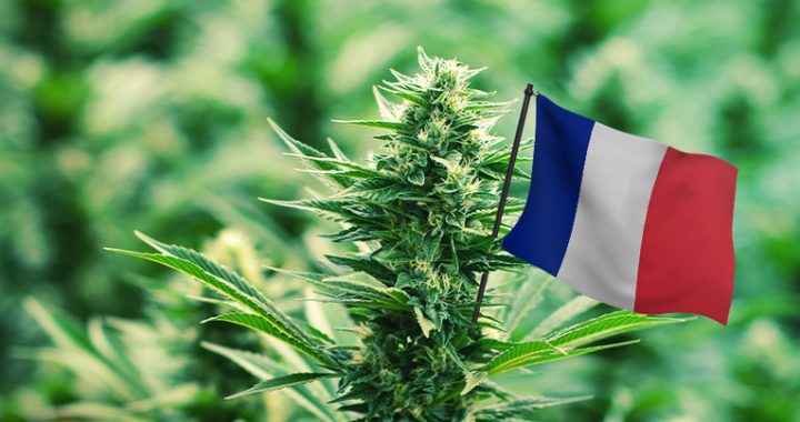 Francia distribuirá cannabis medicinal gratuito
