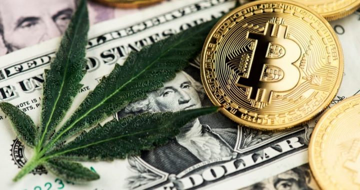 La industria del cannabis se queja por estar “en el banquillo de los acusados”; ¿qué alternativas ve el gobierno?